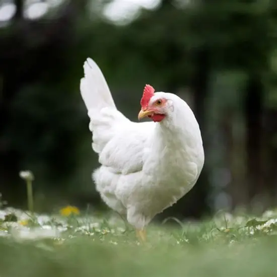 Leghorn Logo